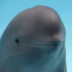 Miharu The Smiling Dolphin